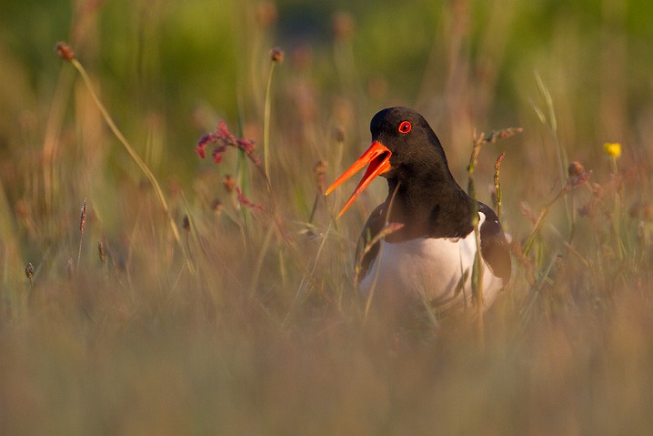 Austernfischer - Haematopus ostralegus - Eurasian